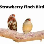 Strawberry Finch Bird