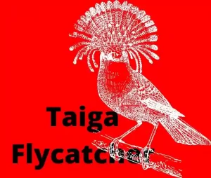 Taiga Flycatcher