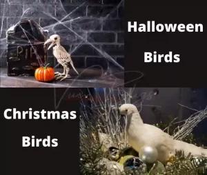 The History of Halloween Birds and Christmas Birds