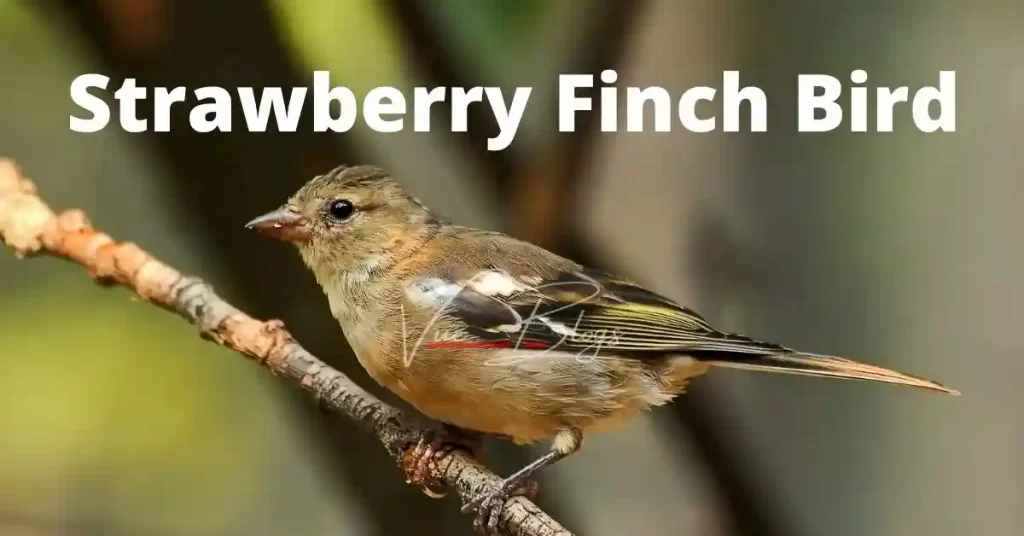 What is a strawberry Finch Bird