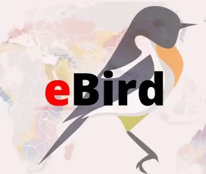 What is eBird and Who should use it?