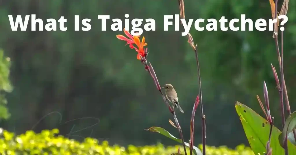 What is a taiga flycatcher