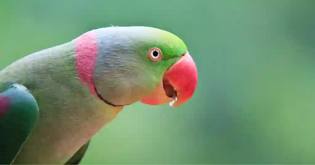 1 of 23 smartest pet birds parrots