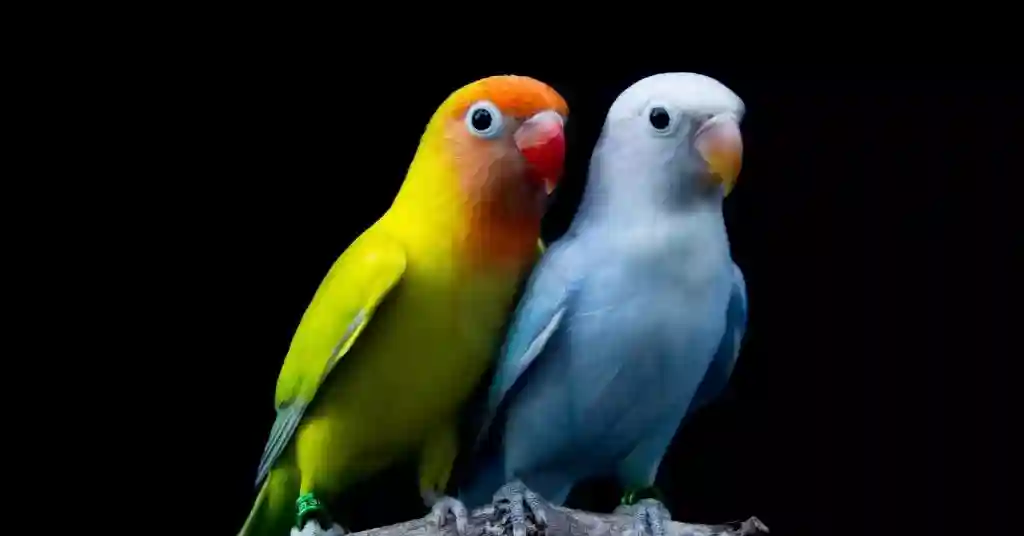 11 of 23 smartest pet birds lovebirds