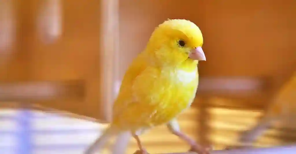 12 of 23 smartest pet birds canary