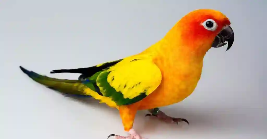 13 of 23 smartest pet birds sun conure