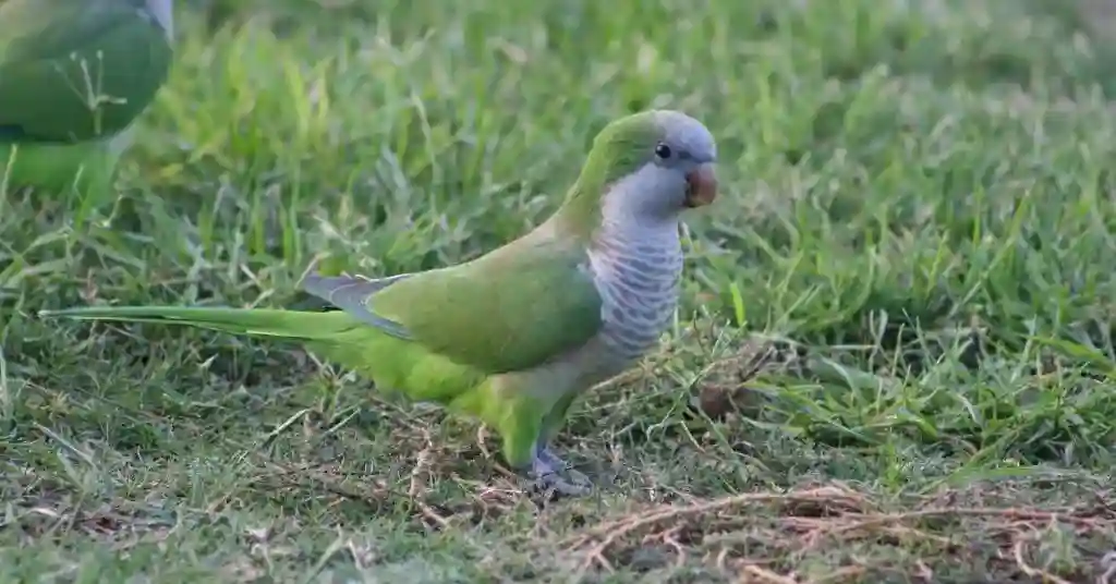 14 of 23 smartest pet birds monk parakeet