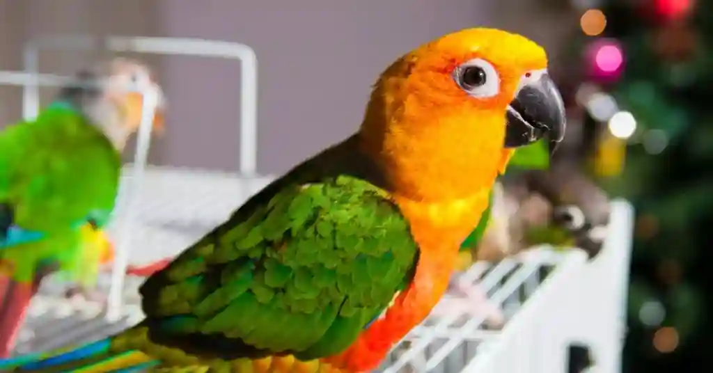 15 of 23 smartest pet birds conure
