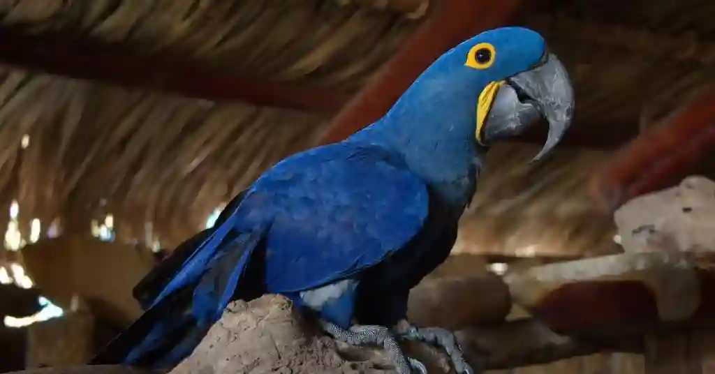 16 of 23 smartest pet birds hyacinth macaw