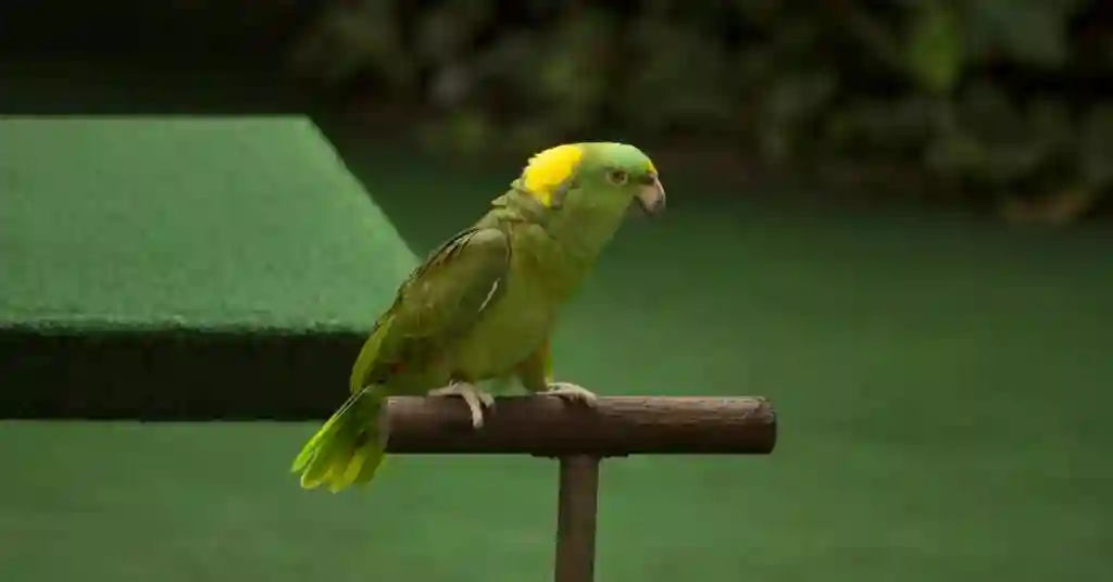 17 of 23 smartest pet birds yellow naped amazon