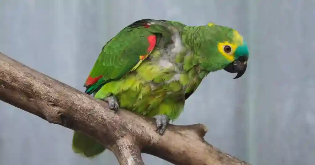 18 of 23 smartest pet birds turquoise fronted amazon