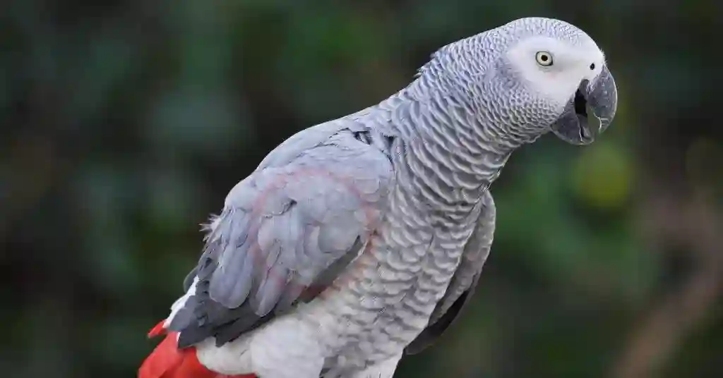 2 of 23 smartest pet birds african grey parrot