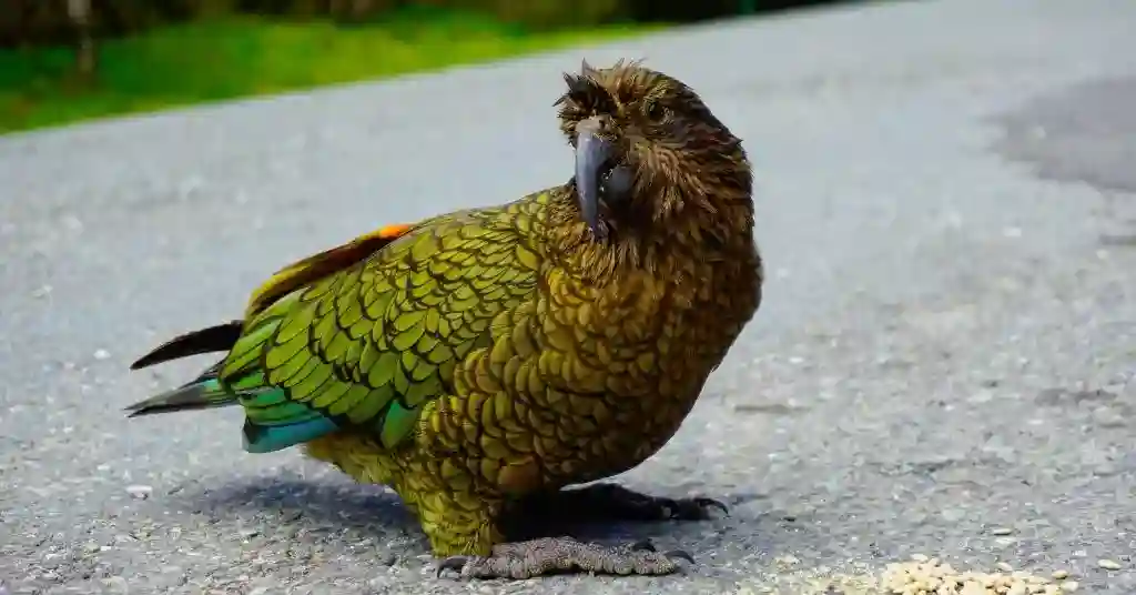 21 of 23 smartest pet birds kea