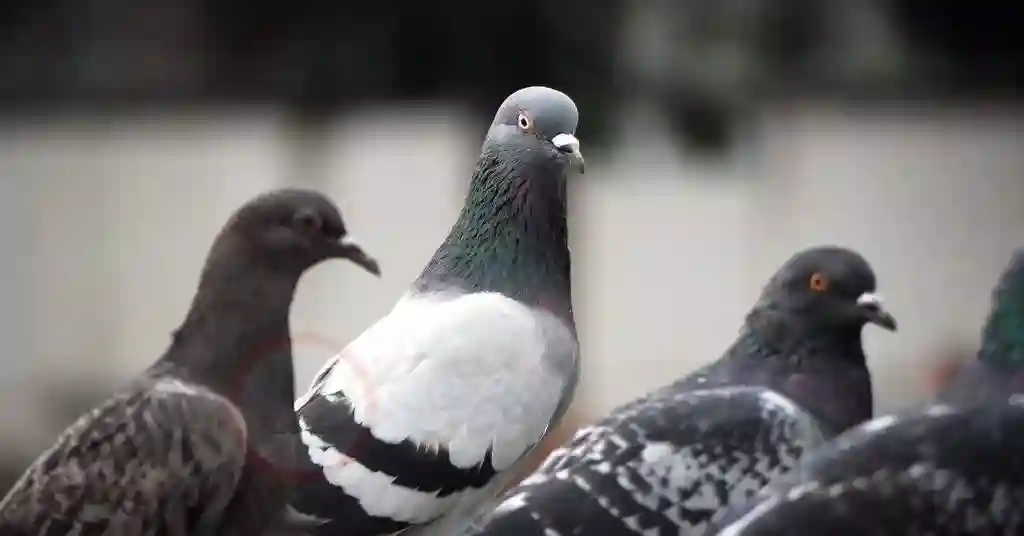 23 of 23 smartest pet birds pigeons