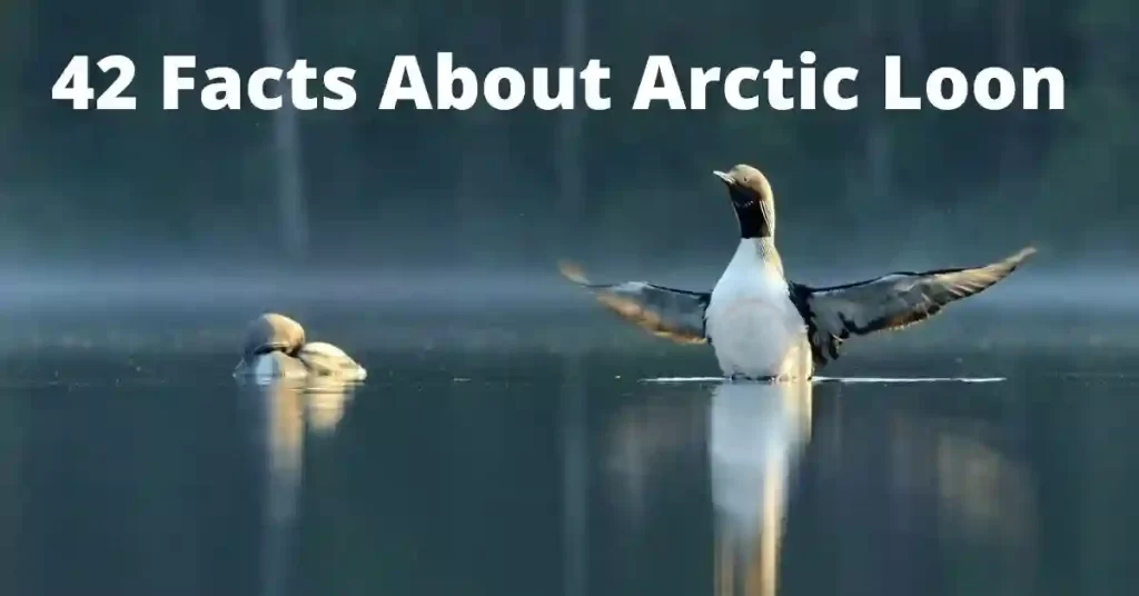 Arctic Loon 42 Facts About Beautiful Creature