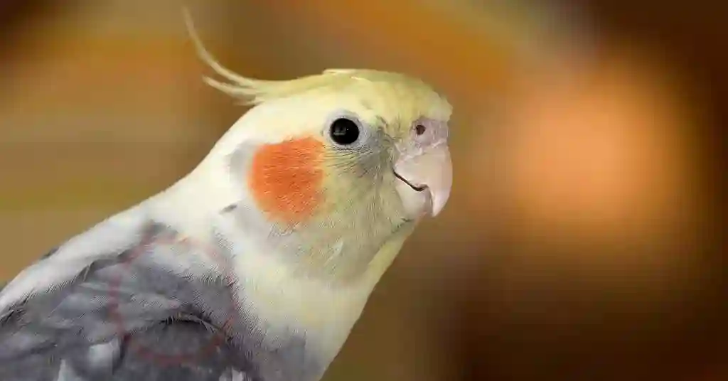 5 of 23 smartest pet birds cockatiel