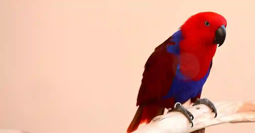6 of 23 smartest pet birds eclectus parrot