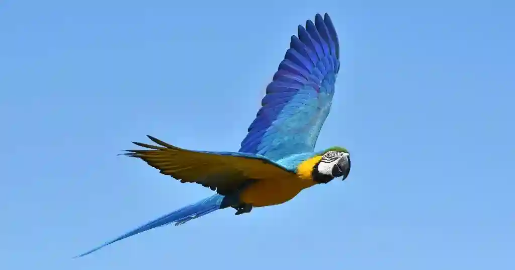 7 of 23 smartest pet birds macaw