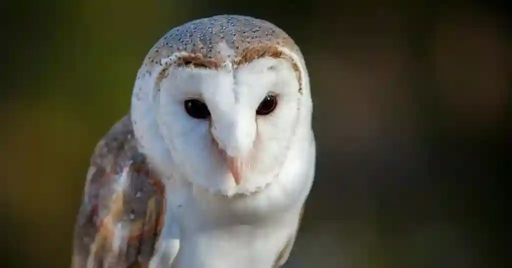 Barn owls top 1 out of 6 birds of prey in Georgia