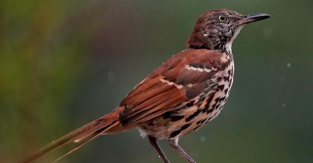 Birds of Massachusetts Amazing Top 21 Birds in Massachusetts