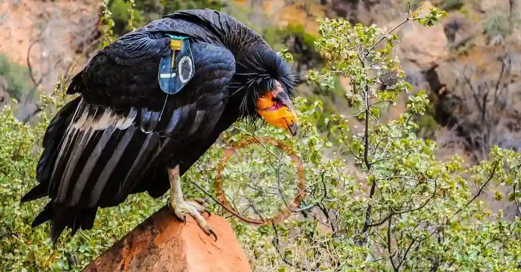 California Condor 1 of Top 3 Birds in Nevada State Parks