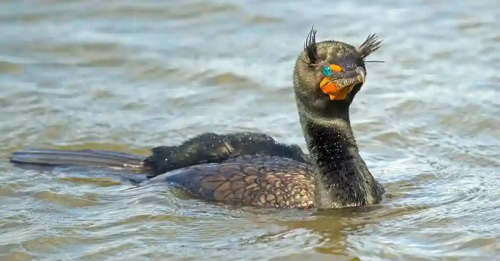 Double Crested Cormorant 21 out of 21 birds of Massachusetts