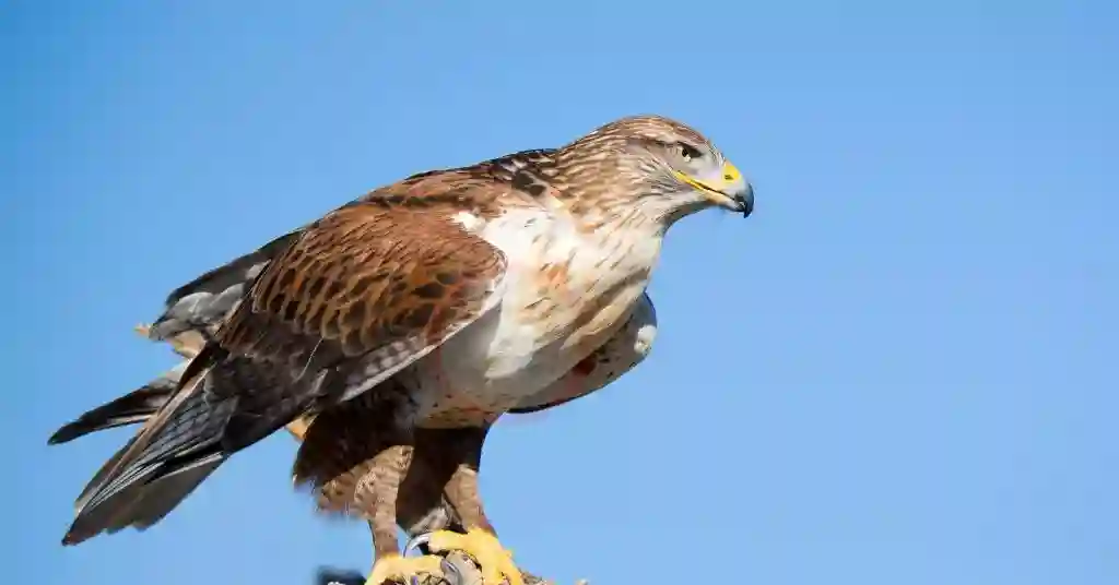 Ferruginous hawk top 6 out of 6 birds of prey in Georgia