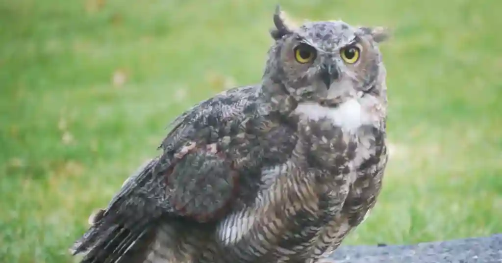 Great horned owls top 3 out of 6 birds of prey in Georgia