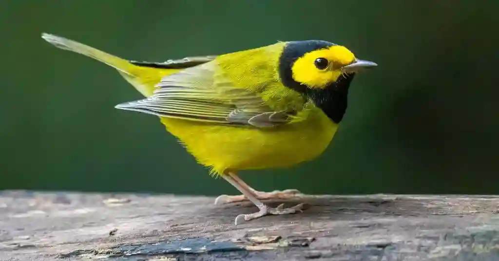 Hooded Warbler 10 out of 21 birds in Massachusetts
