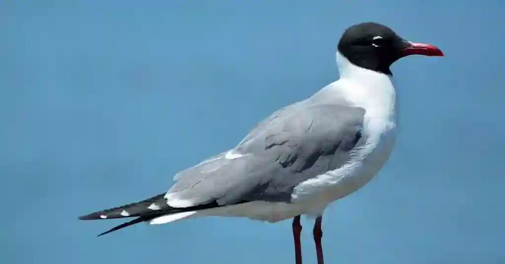 Laughing Gull 20 out of 21 birds of Massachusetts