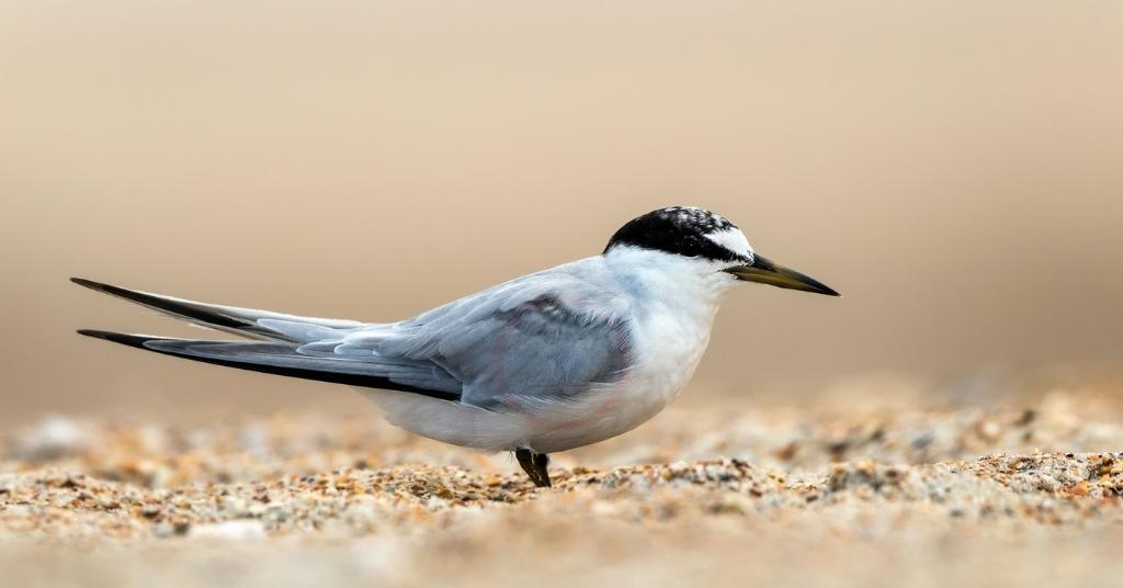 Least Tern 16 out of 21 birds of Massachusetts