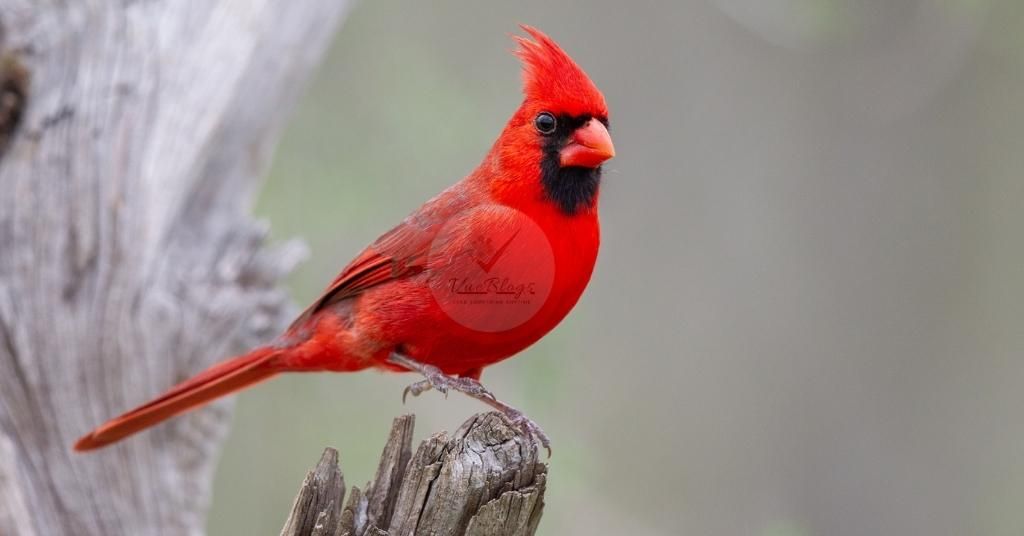 What kind of bird looks like a red robin but is blue
