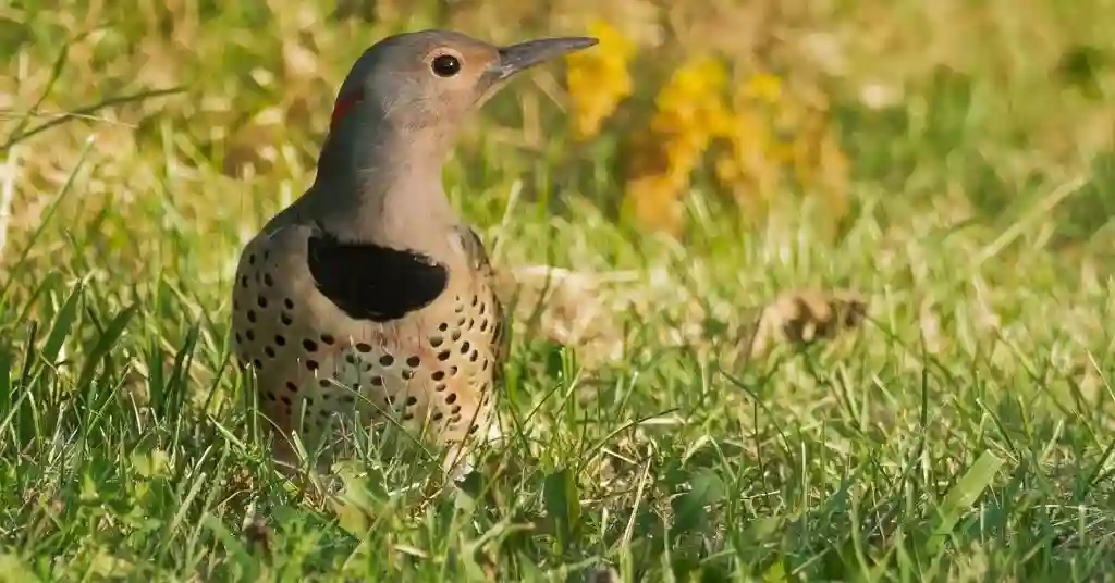 Northern Flicker 2 of Top 3 Birds in Nevada State Parks