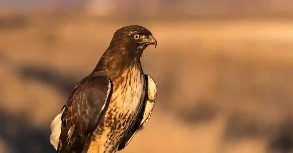 Red-tailed hawks top 4 out of 6 birds of prey in Georgia