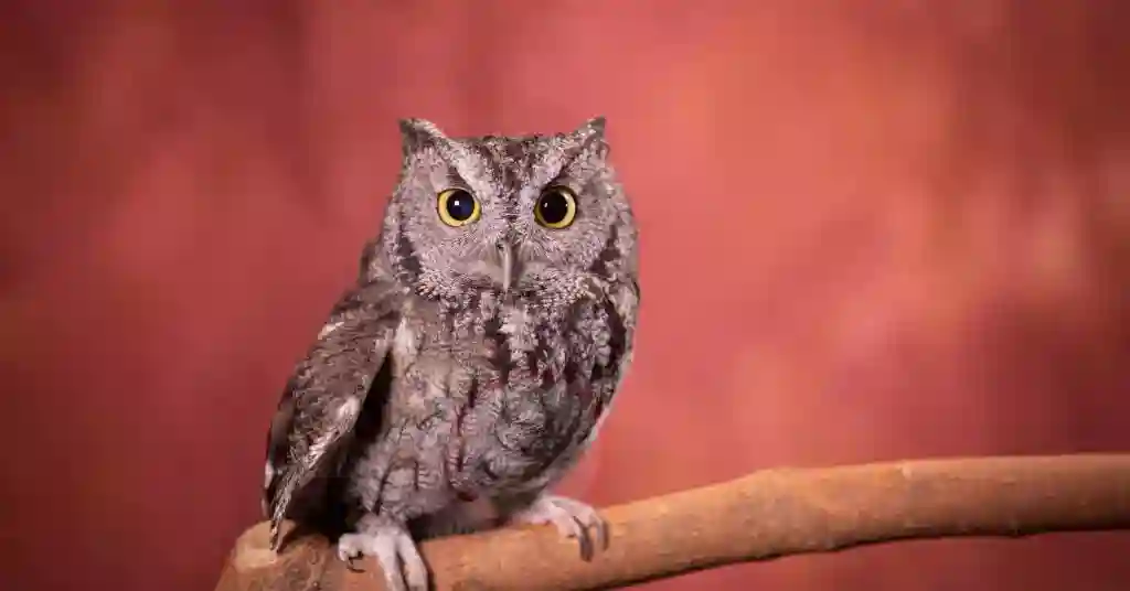 Screech owls top 2 out of 6 birds of prey in Georgia