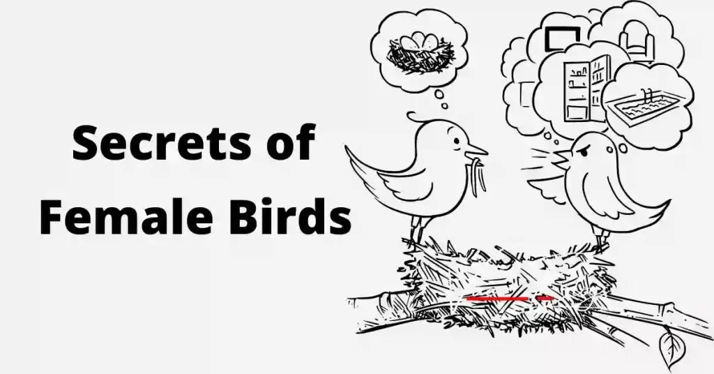 Secrets of Female Birds Are Revealed