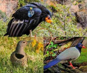Top 3 Birds in Nevada State Parks