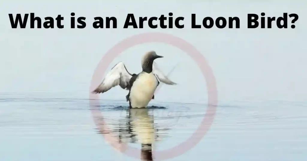 Arctic Loon 42 Facts About Beautiful Creature