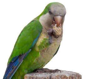 Are quaker parrots legal as a pet bird in Portugal