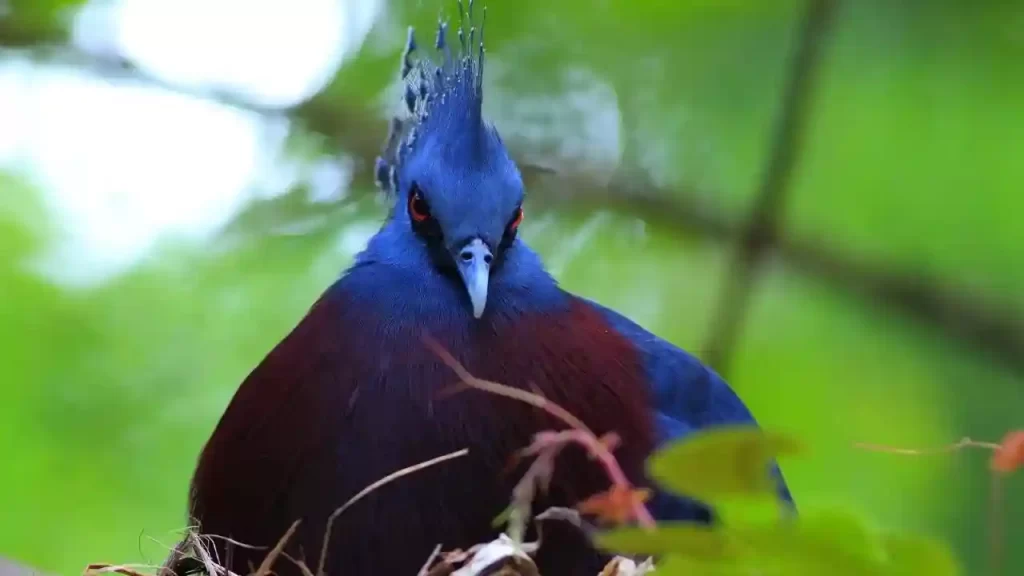 Blue Crowned Pigeon Sixth of the most beautiful fancy pigeon