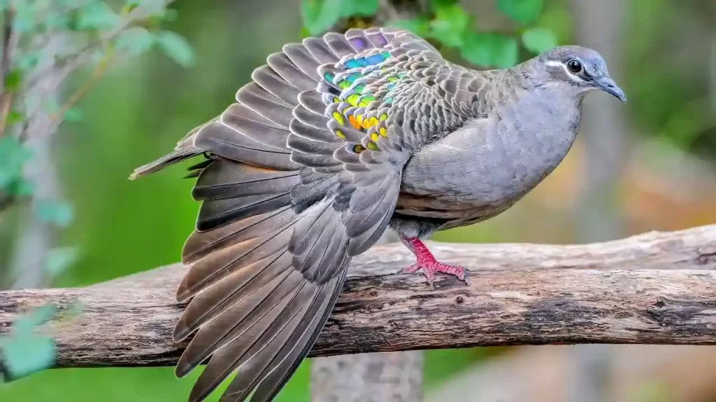 Bronzewing Pigeon (Phaps chalcoptera) Fifth of the most beautiful fancy pigeon
