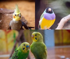 3 smartest pet birds are sitting