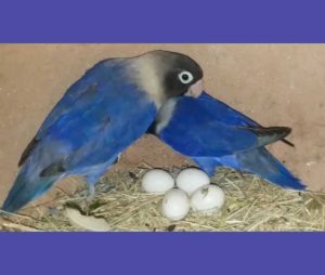 Love birds egg hatching time