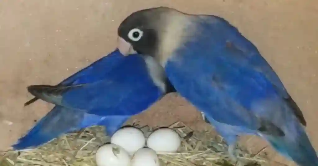 love birds egg hatching time