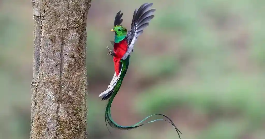 Cutest birds in the world Resplendent quetzal (Pharomachrus mocinno)