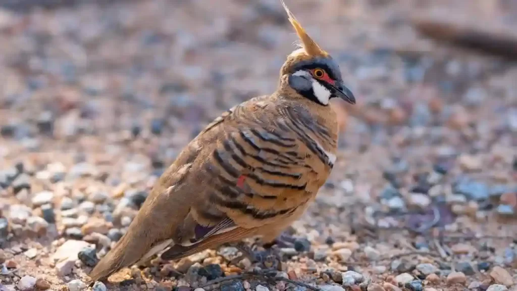 Spinifex Pigeon (Geophaps plumifera) Third of the most beautiful fancy pigeon