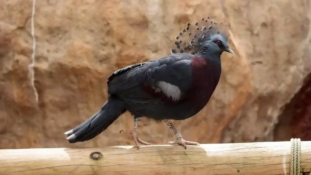 Victoria Crowned Pigeon (Goura victoria) Fourth of the most beautiful fancy pigeon
