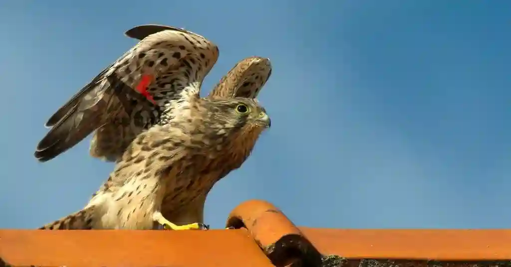 American Kestrel is trying to sit on the roof.