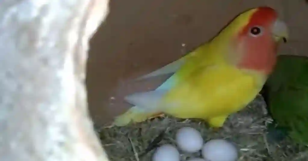 love birds egg hatching time