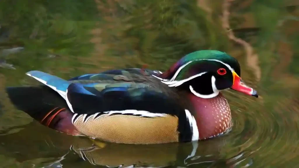 American Wood Duck one of the most beautiful ducks